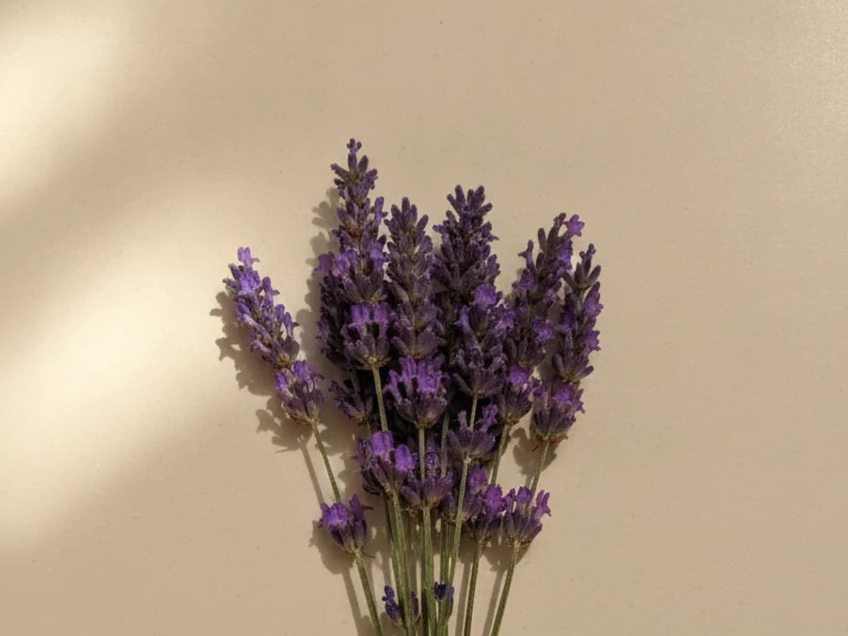 Lavendel auf cremefarbenem Grund