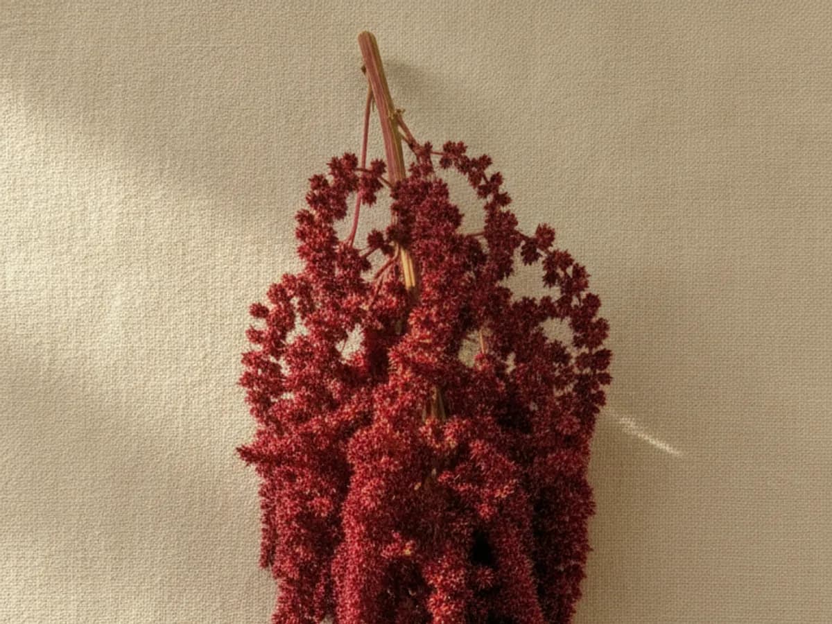 Amaranth (Fuchsschwanz) auf cremefarbenem Grund